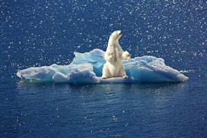nature-iceberg-polar-bear-art-satire-comedy-humor